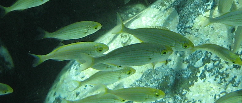 Identificazione salpe e bavosa